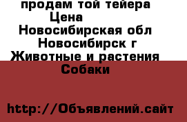 продам той-тейера › Цена ­ 3 000 - Новосибирская обл., Новосибирск г. Животные и растения » Собаки   